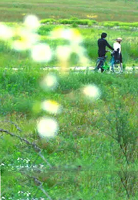 一区二区免费在线观看